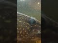 Giant Northern Pike