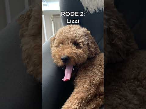 Hondenwedstrijd tussen Peppie en Lizzy😳