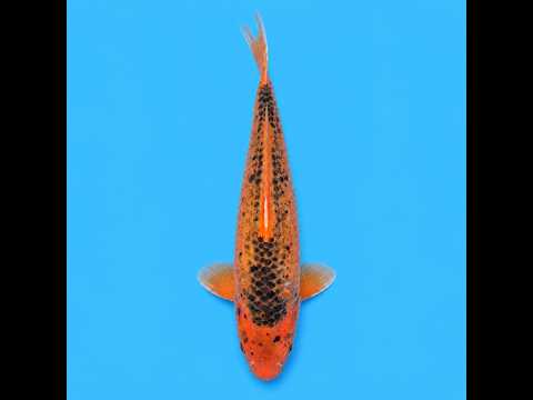 Video pregled koi ribe
