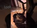 OMG Cats Can Talk ️ Cantbelieveit Trending Omgsocutecat Not Mine