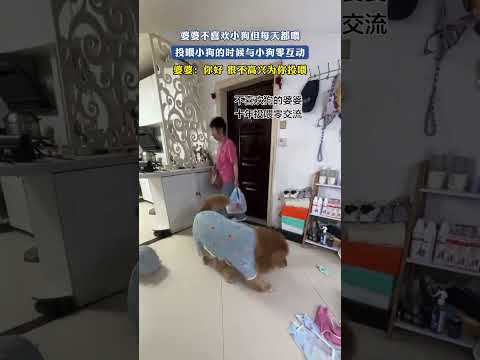 婆婆不喜欢小狗但每天都喂，投喂小狗的时候与小狗零互动，婆婆：你好，很不高兴为你投喂
