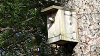 preview picture of video 'Bird flying out of our birdhouse'