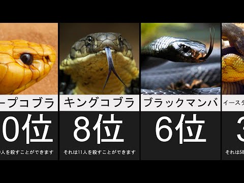 ブラジルで最も有毒なヘビ