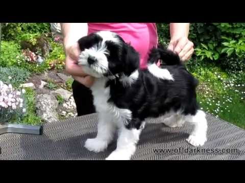 Of Darkness 2015-06-14 - "I am legend" - female, 10 weeks