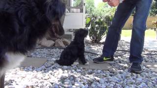 Aussie Doodle Puppy Training