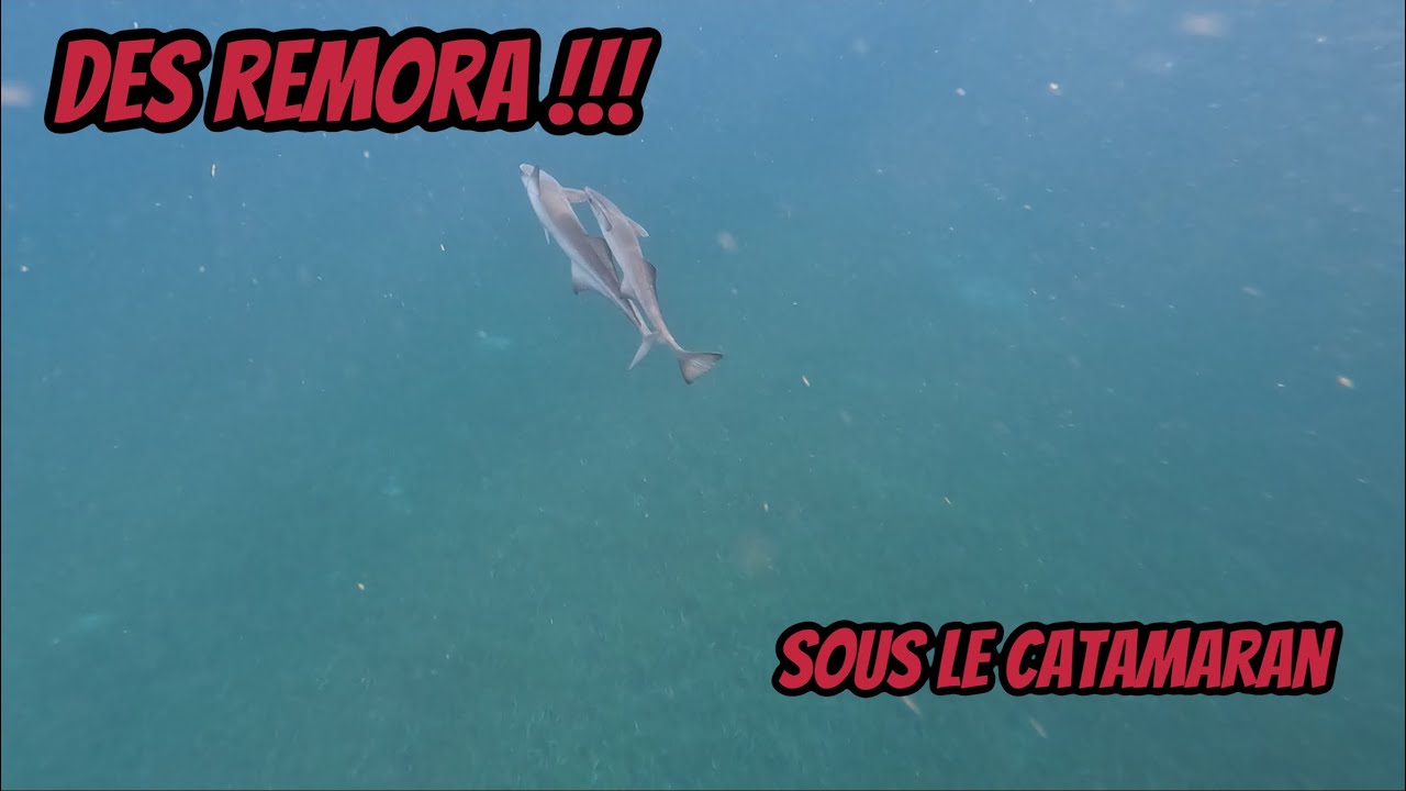 #107 Um ótimo momento em Les Saintes com nosso amigo...