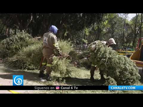 Video: ¡No lo tires! Recicla tu árbol de navidad en centro de acopio Benito Juárez