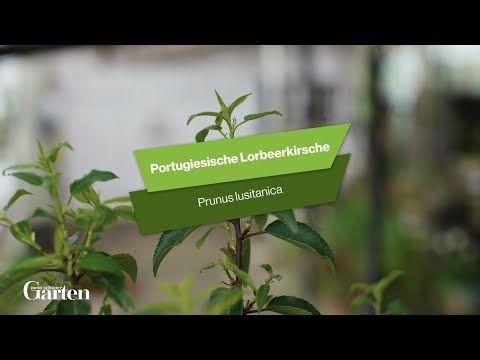 Portugiesische Lorbeerkirsche: Tipps zur Pflanzung und Pflege