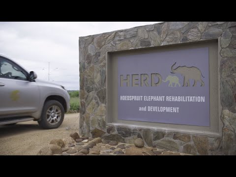 Raise Khanyisa Orphaned Elephant Snaring Survivor