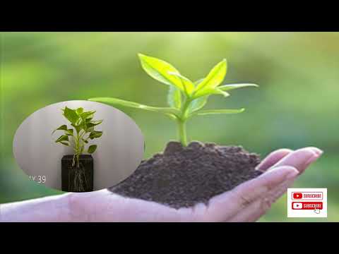 Life Cycle Of Sunflower Time Lapse 75 Days