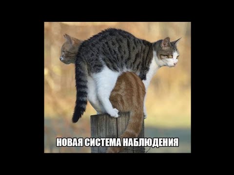 Веселые картинки. Смешные кошки. Прикольные коты.