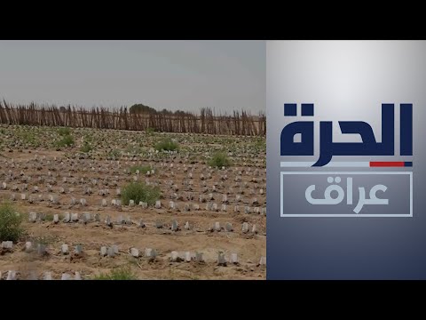 شاهد بالفيديو.. العراق.. مشروع في البصرة يساعد الفلاحين في التغلب على الآثار السلبية للتغيرات المناخية