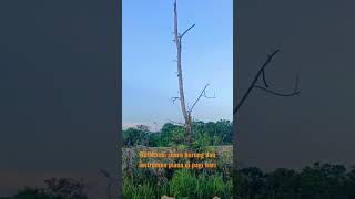 Download lagu relaksasi suara burung dan instrumen piano di pagi hari mp3