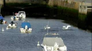 Sunday morning in Bray harbour, part 3/3 - Swans