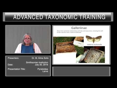 Introduction to Lepidoptera - overview of Pyraloidea larvae