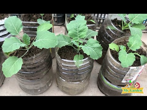 No need for a garden, Growing vegetables to provide for the family is easy | My Garden