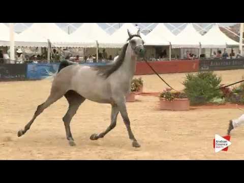 N.34 BOHOUR AL SHAQAB - Menton 2016 - Fillies 2 years old (Class 2A)