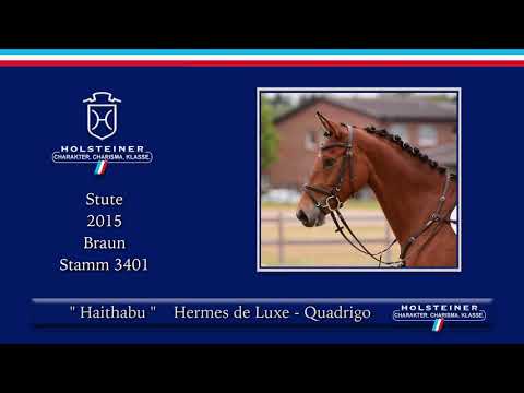 Holsteiner Sommer-Reitpferdeauktion | Nr. 09 Haithabu v.  Hermes de Luxe - Quadrigo
