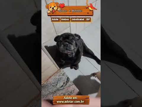 Vídeo de Bruce e Matilde
