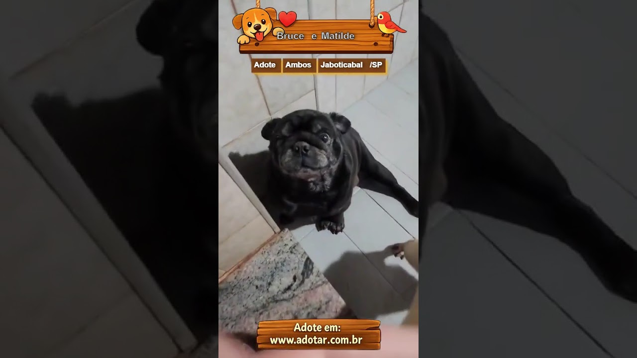 Cachorro raça SRD-ViraLata idade 4 anos nome Bruce e Matilde