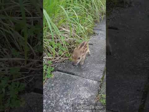イノシシを追い払うにはどうすればいいですか？野生の豚を狩るための強力なイノシシよけのトップ 4 ソリューション  庭園