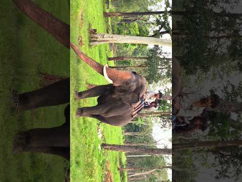 The Boss Abhimanyu♥️