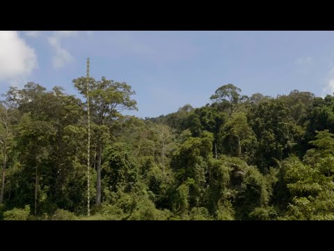 På opdagelse i den tropiske regnskov - del 1