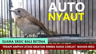 Download lagu SUARA SRDC Bali BETINA GACOR 🔴 Audio TERAPI AMPUH Bikin Sikatan Rimba Dada Coklat Bahan Cepat Bunyi mp3