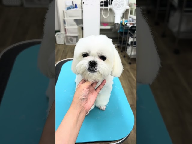 動画：ココちゃん♪
