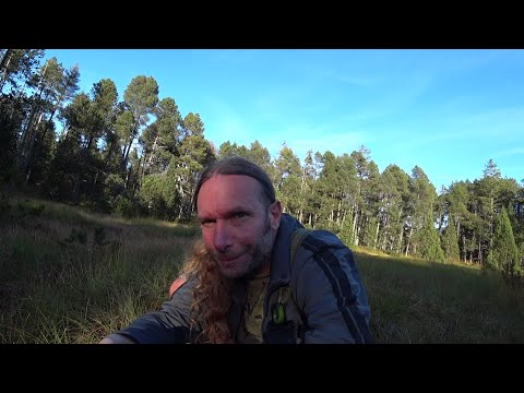 Abenteuerlicher Wald Vlog durch wundervollen Sumpf