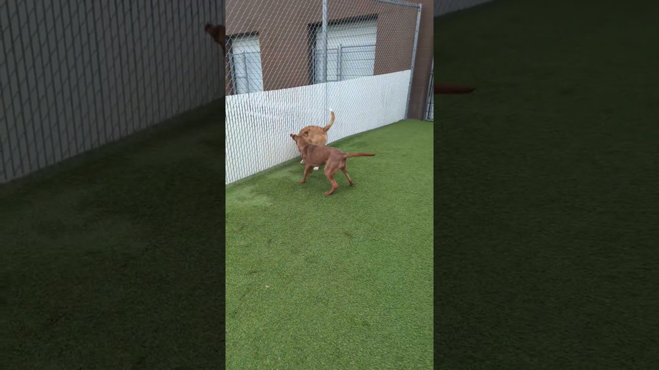 Enlarge Rosie, an adopted mixed breed in Aurora, IL video 5/5