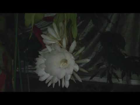 月下美人が咲くまで(2)