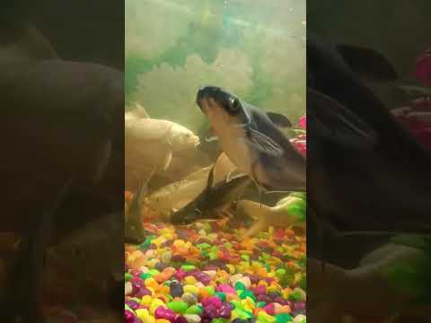 Black Shark 🦈 Eat Food / #shark #aquarium #seafishing #youtubeshorts #shorts #viral #aquariumfish