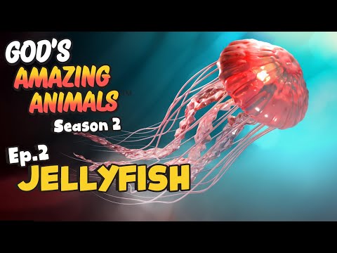 Fun Facts for Kids about Jellyfish | God's Amazing Animals (S2 Ep2)