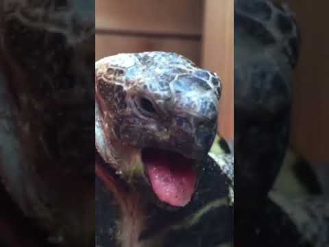 The Tortoise Mating Sound.
