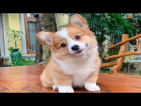 Cute Dogs..💗 baby dogs 💘 Funniest Animals - Best Of The 2021💙 The Wienerlympics! Cute & Funny Wiener