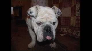 Curtis Lambson-Puddle Of Love