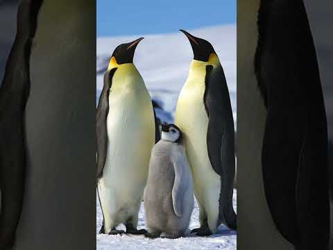 Emperor Penguin Sound Effects