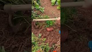 Download lagu Panen ubi unik yang sangat segar dan memuaskan #shorts mp3