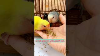 Download lagu Jinakkan Burung Beo Anda dengan Cepat 🐦 | 4 Langkah Mudah untuk Membangun Ikatan! | #shorts #lovebirds mp3