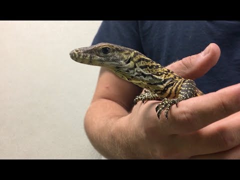 image-Can you get a Komodo dragon as a pet?