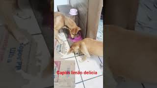 repelente