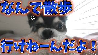 犬、ゲリラ豪雨に震える。 #犬との暮らし #chihuahua #dog #チワワ #癒し ＃可愛い