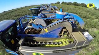 Recolección de Olivar en seto