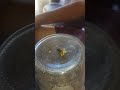 Is this laced weed!?