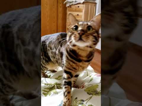 Meowing Bengal cat - very affectionate💖😻