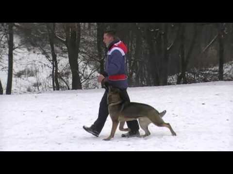 GUCCI AYKMAR - obedience 11 months