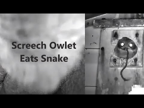 Father Owl Feeds Live Snake to Owlet