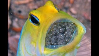 Nature&#39;s MOST EXTRAORDINARY Parents!!