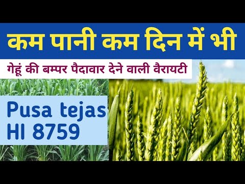 Hi 8759 pusa tejas wheat seed